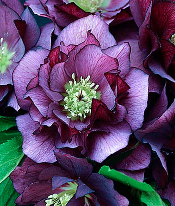Hellebore 'True Love'
