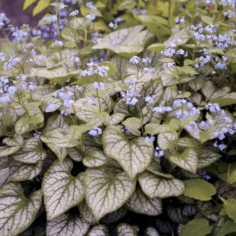 Brunnera macrophylla