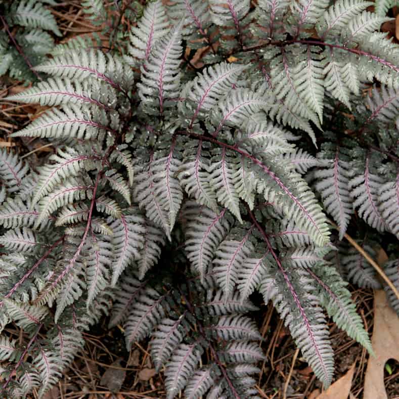 Japanese Painted Fern 'Pictum'