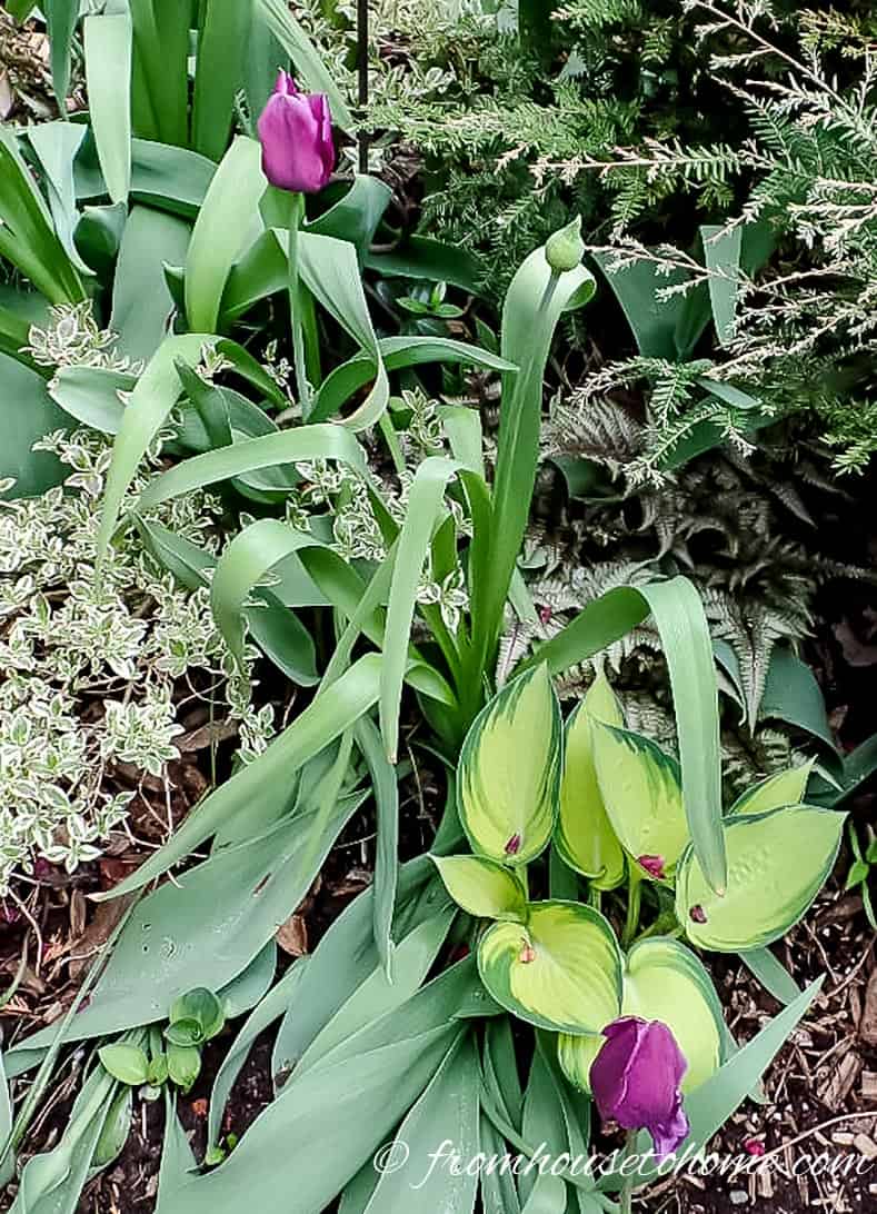 Tulips and hostas growing in a garden bed