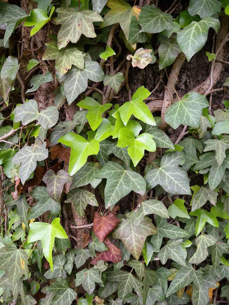 English Ivy by MurielBendel (Own work) [CC BY-SA 4.0], via Wikimedia Commons