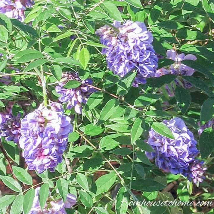 American Wisteria blooms