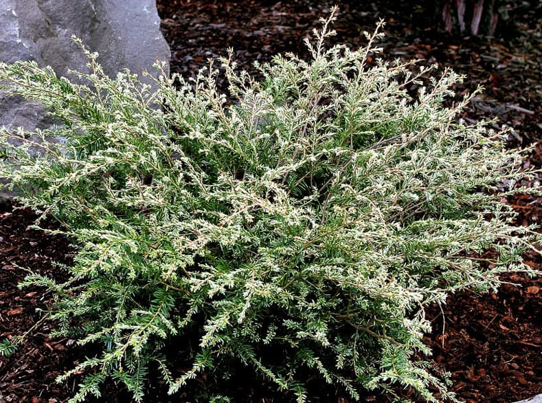 Tsuga canadensis ‘Gentsch White’