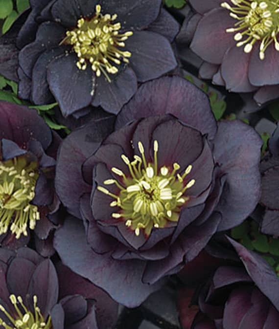 Hellebore 'Dark and Handsome'