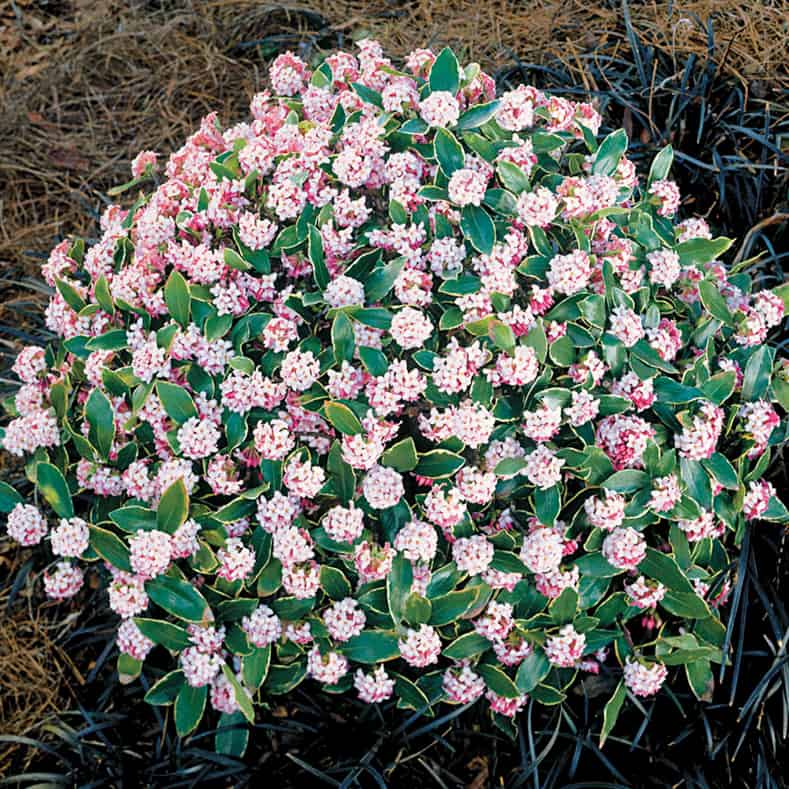 Variegated Daphne