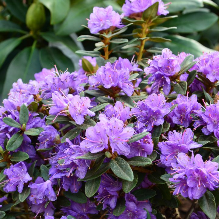 Rhododendron impeditum - ©alisseja - stock.adobe.com