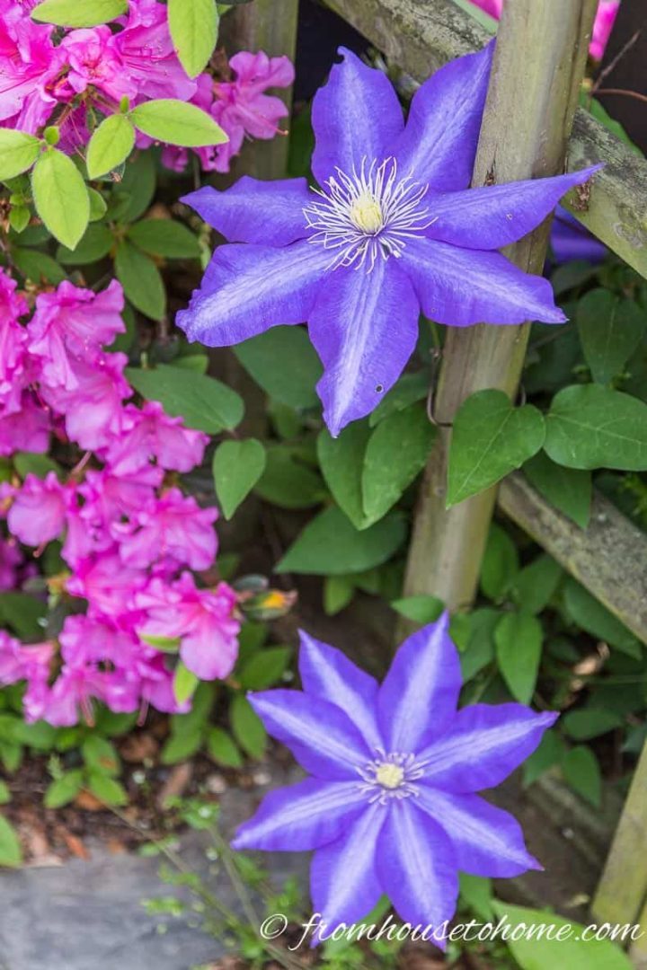 Clematis 'H.F. Young'