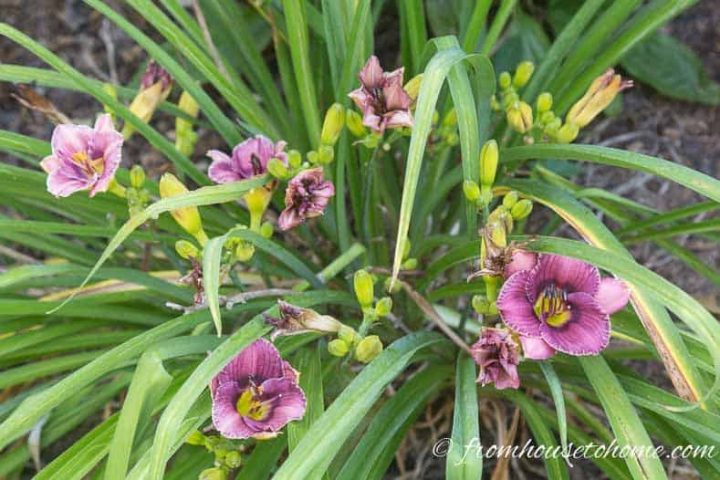 Daylily perennials