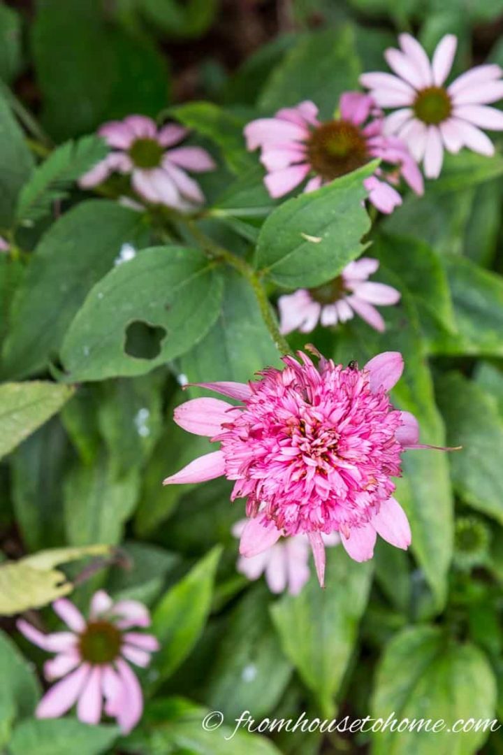 Echinacea blooms