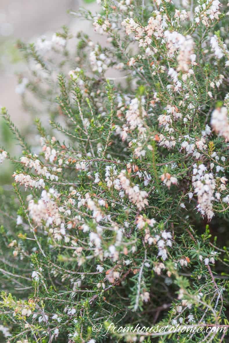 white heather blooming in early spring