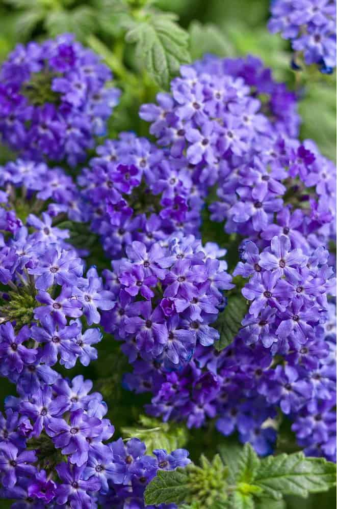 Superbena Royale Chambray (Verbena)