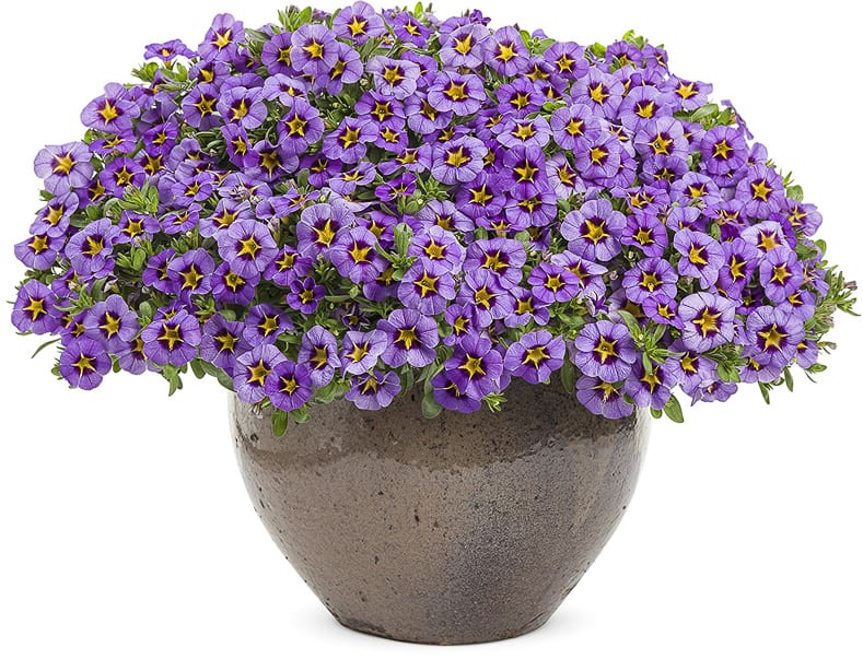 Superbells Evening Star (Calibrachoa)