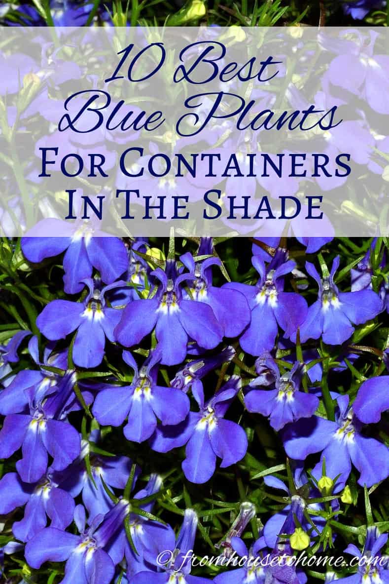 10 Best Blue Plants for Containers in the Shade