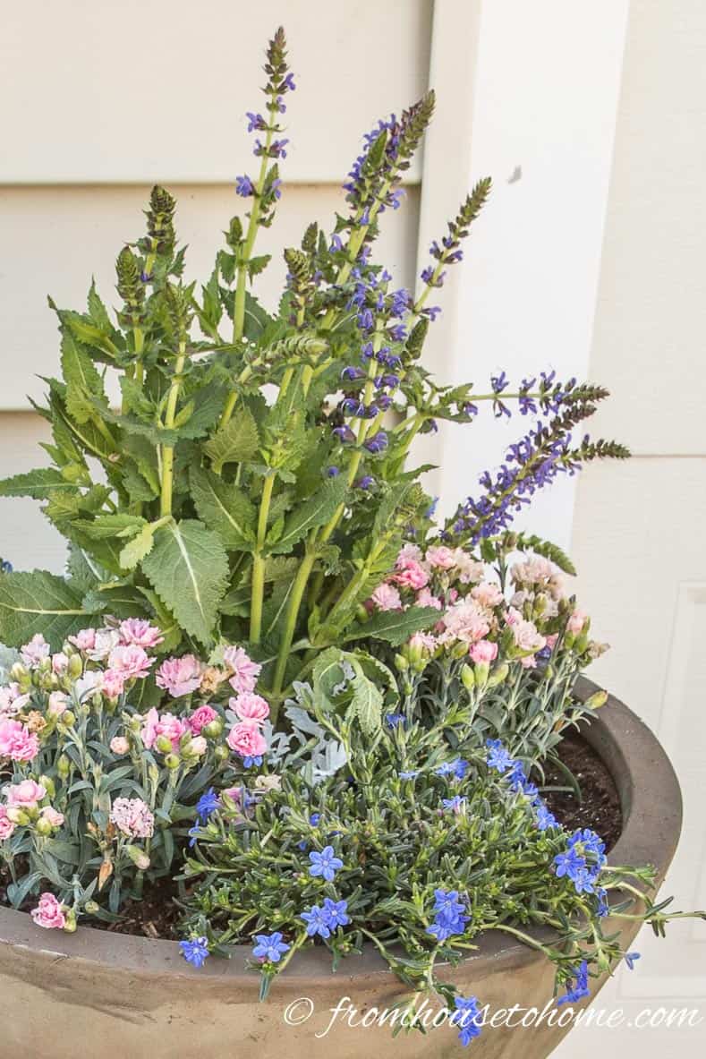 Salvia, dianthus and lithodora in a container