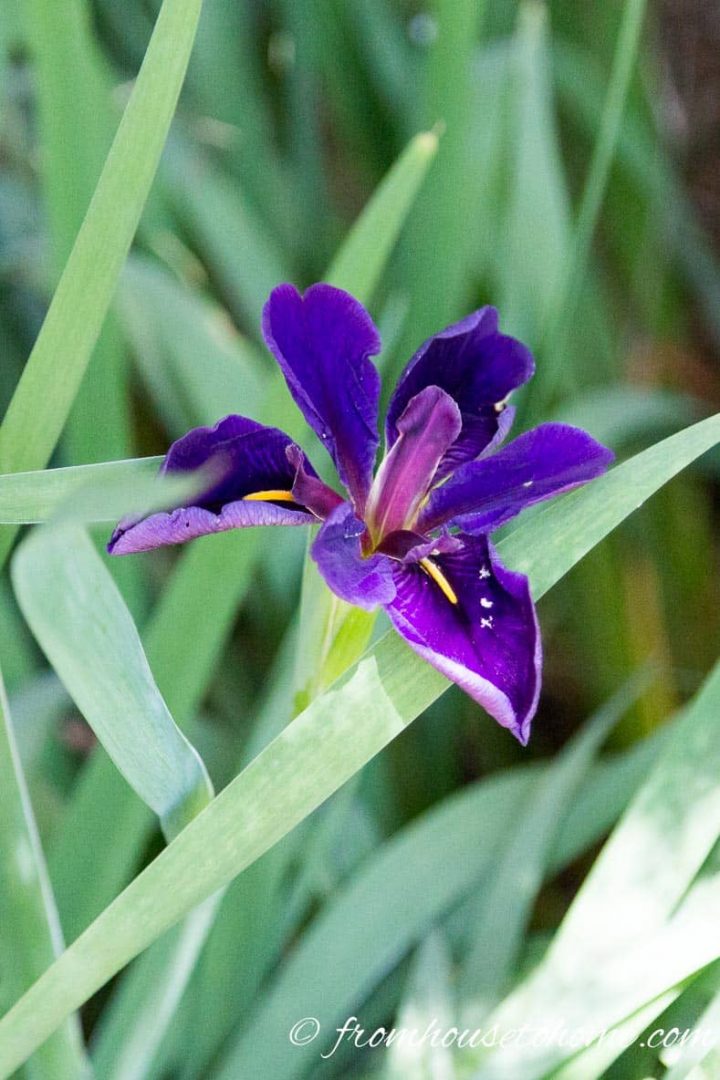 Iris Black Gamecock