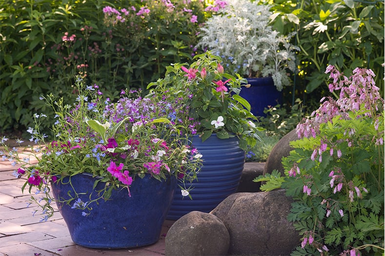 Blue containers filled with blue and purple annuals