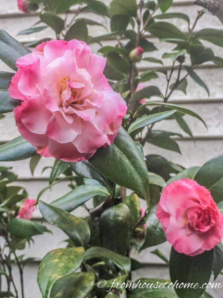 Camellias blooming