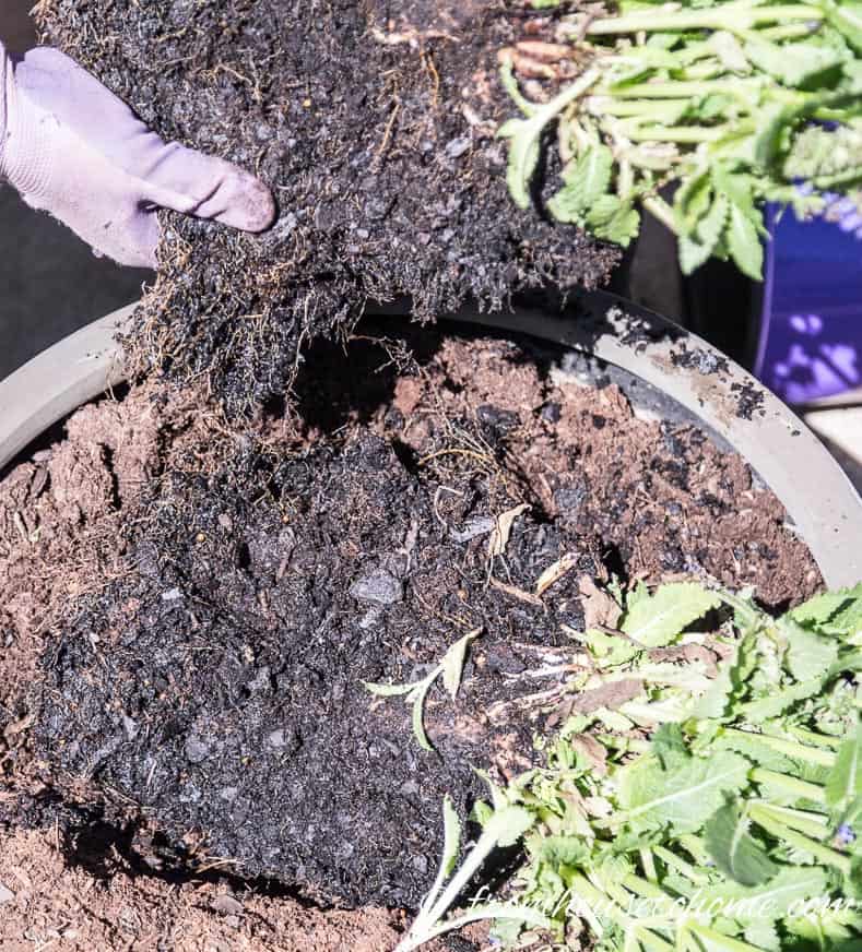 Separate the two halves of the plant | The No-Fail Method for Planting Beautiful Containers | I use this formula to plant all of my outdoor containers. It never fails to produce beautiful planters that are easy to create.