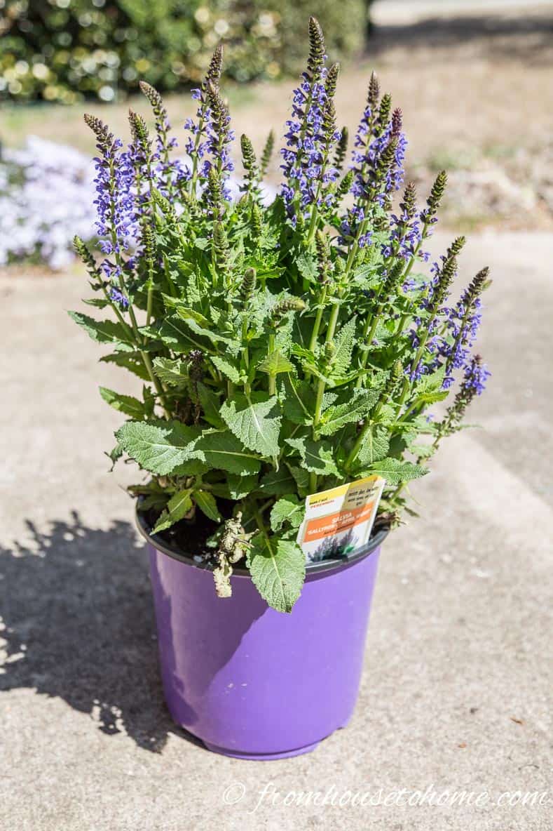 The No-Fail Method for Planting Beautiful Containers | I use this formula to plant all of my outdoor containers. It never fails to produce beautiful planters that are easy to create.