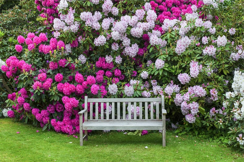 Rhododendrons by Debu55y - adobe.stock.com