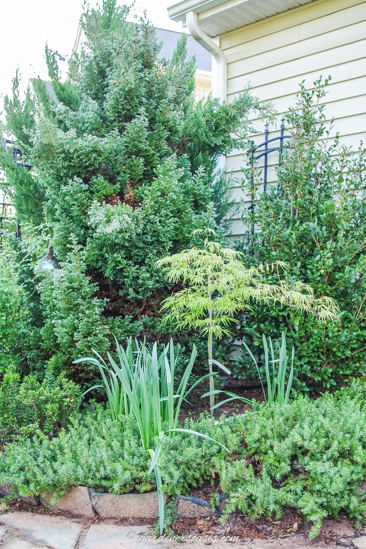 Acer Palmatum 'Viridis' as a young plant