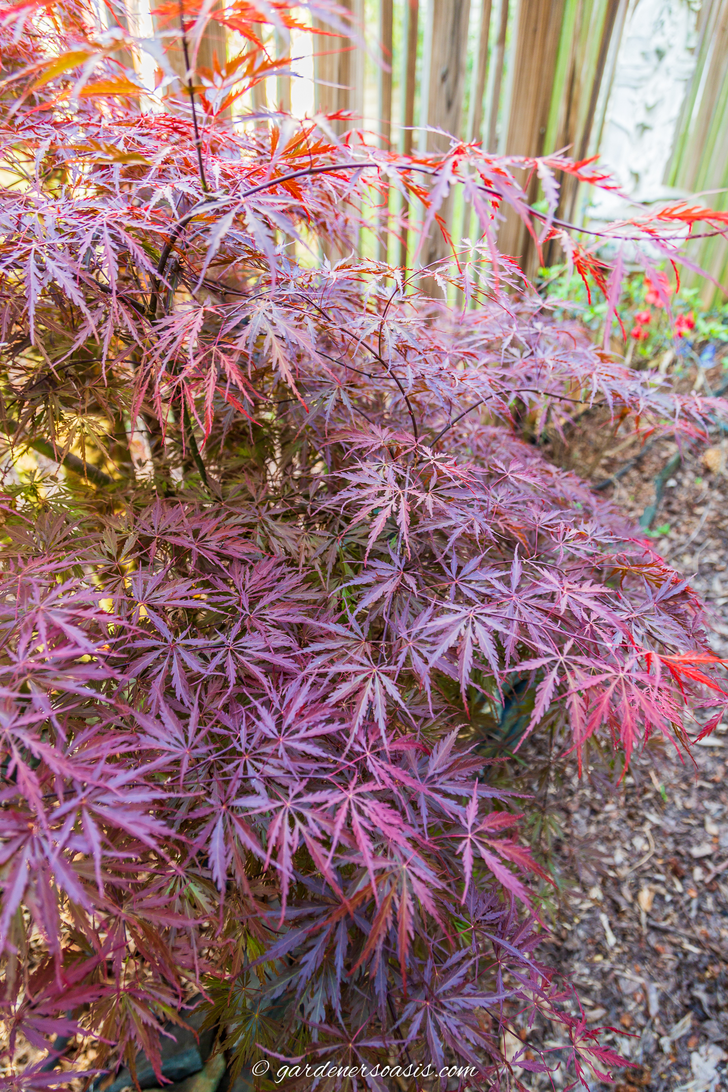 Red-leaved Japanese Maple in the garden