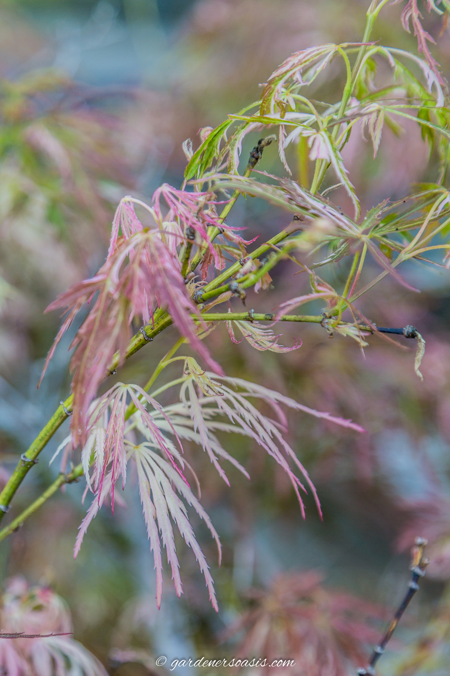 Acer Palamtum 'Toyama Nishiki' with white, red and green leaves