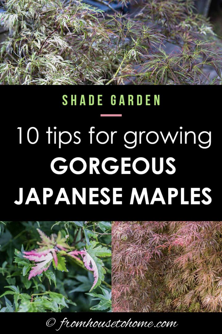 10 tips for growing gorgeous Japanese Maples