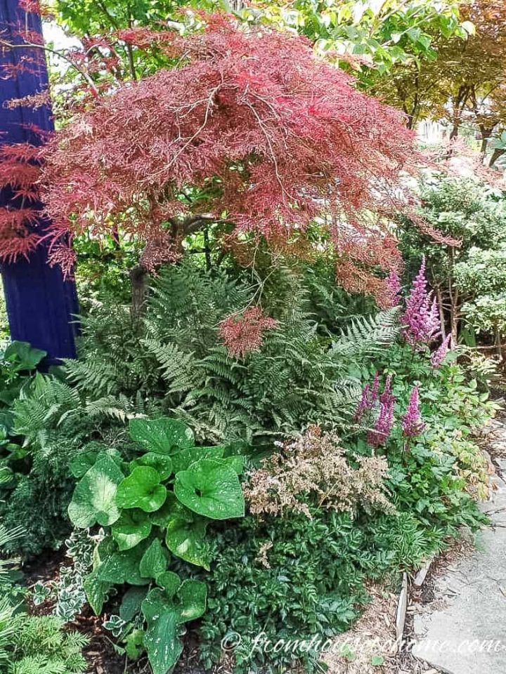 Astilbe chinensis planted under a Japanese Maple with ferns and Bergenia