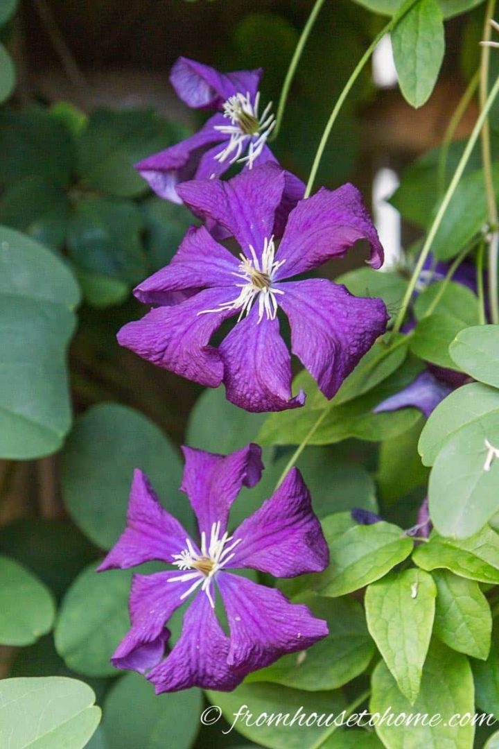 Purple Clematis