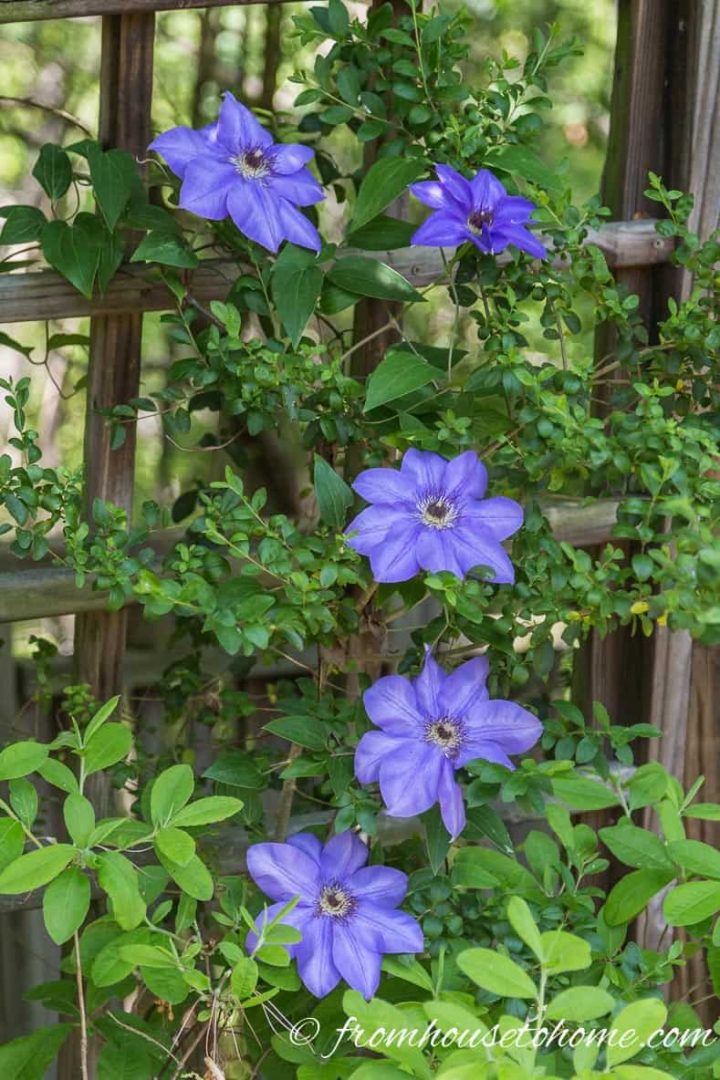 Best Blue Clematis Variety - Clematis 'Alice Fisk'