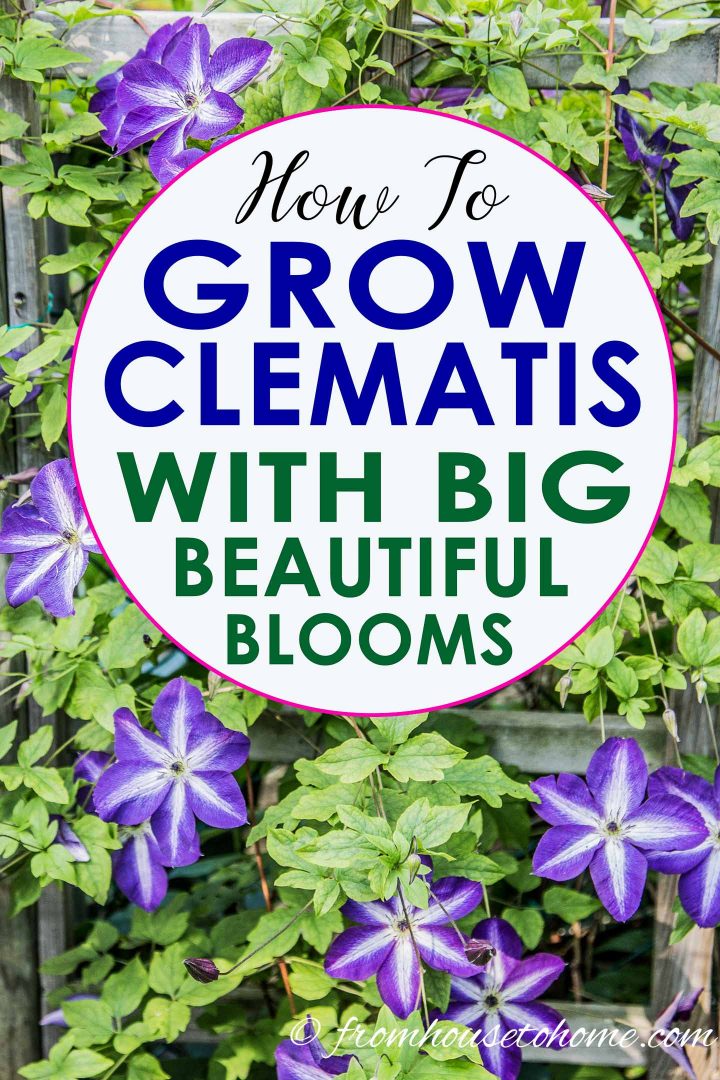 How to grow Clematis