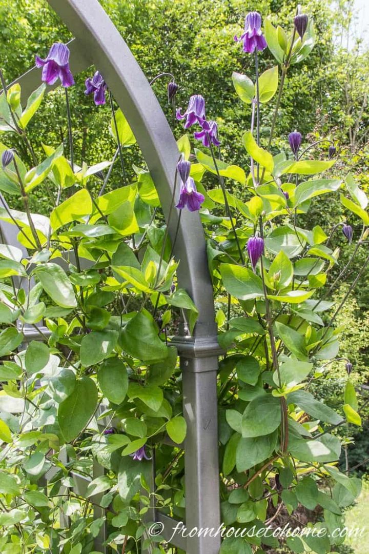 Most aggressive Clematis - Clematis integrifolia 'Rooguchi'