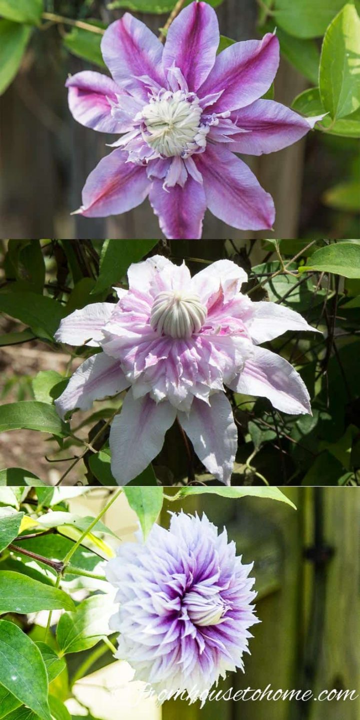 The different stages of Clematis 'Josephine'