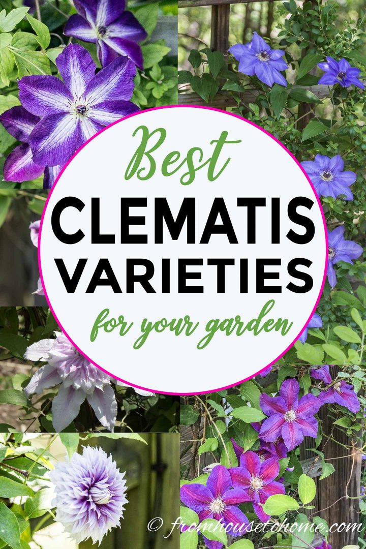 best clematis varieties