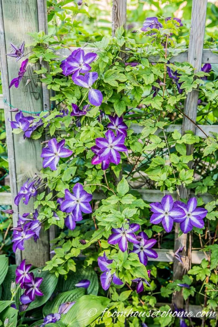 Toughest Clematis Variety - Clematis 'Venosa Violacea'