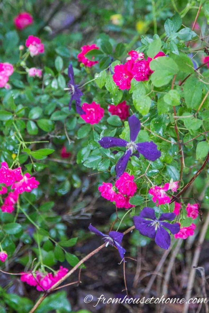 Clematis growing through roses