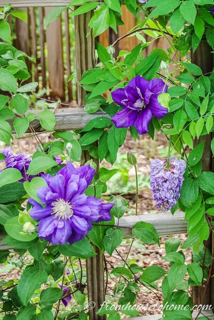 Best Double Clematis - Clematis 'Franziska Marie'