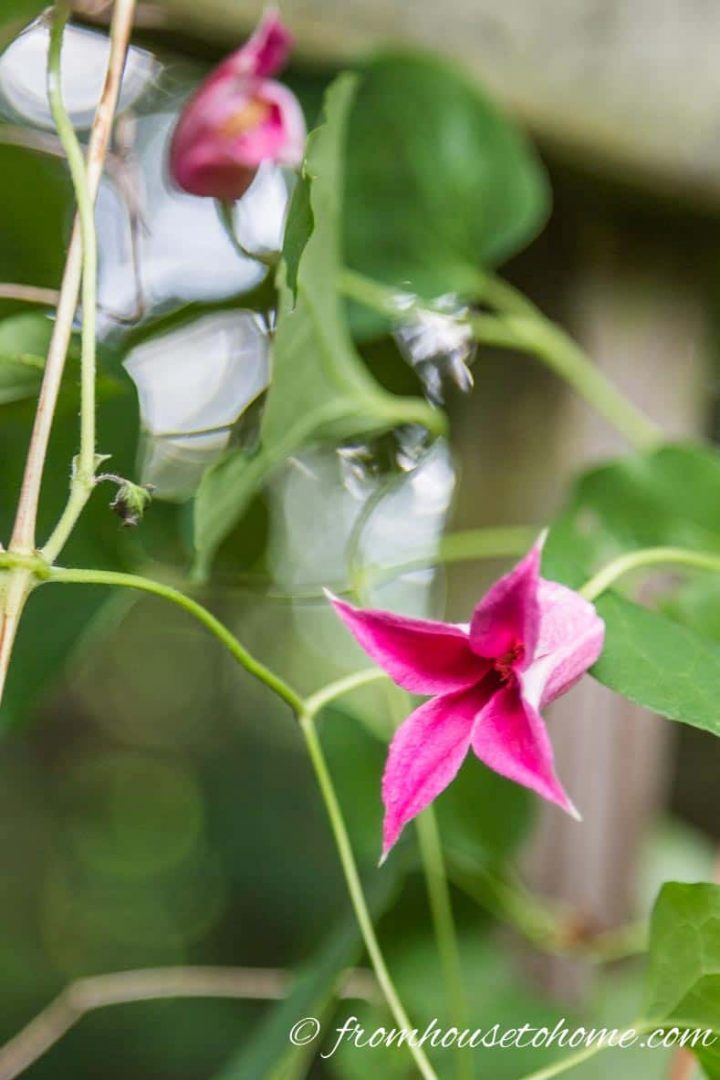 Best Fuchsia Clematis - Clematis 'Princess Diana'