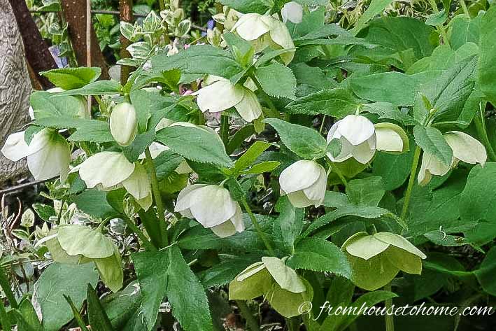 White Hellebore