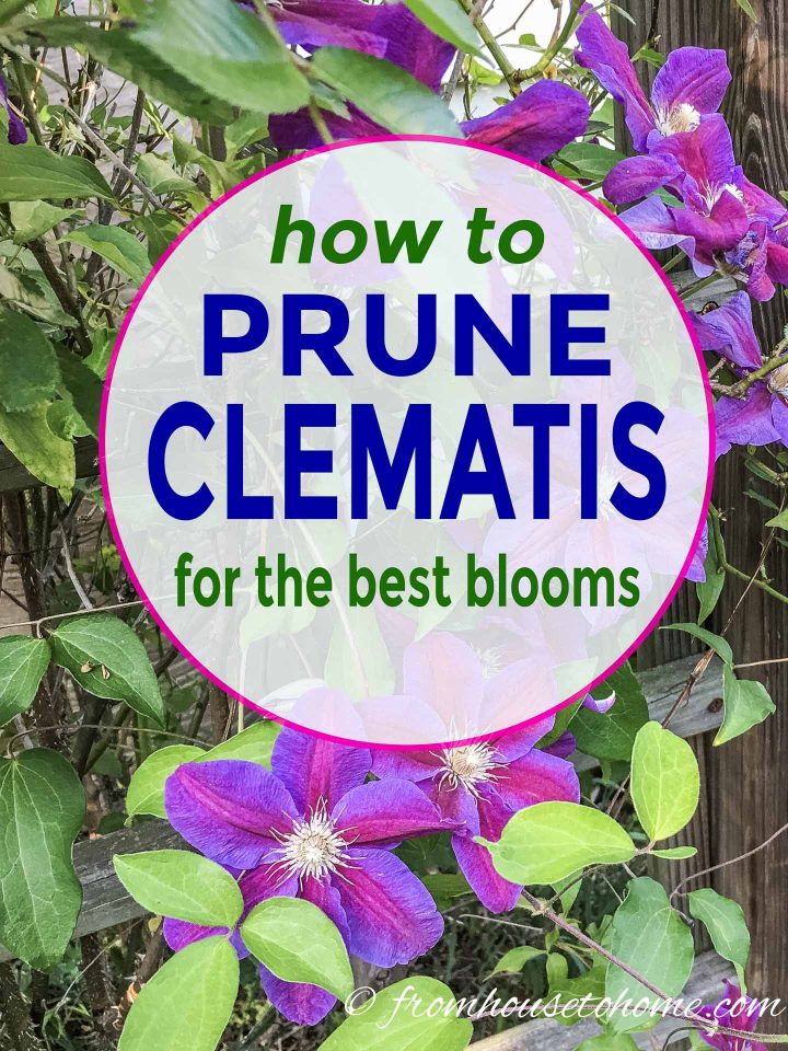 how to prune Clematis for the best blooms