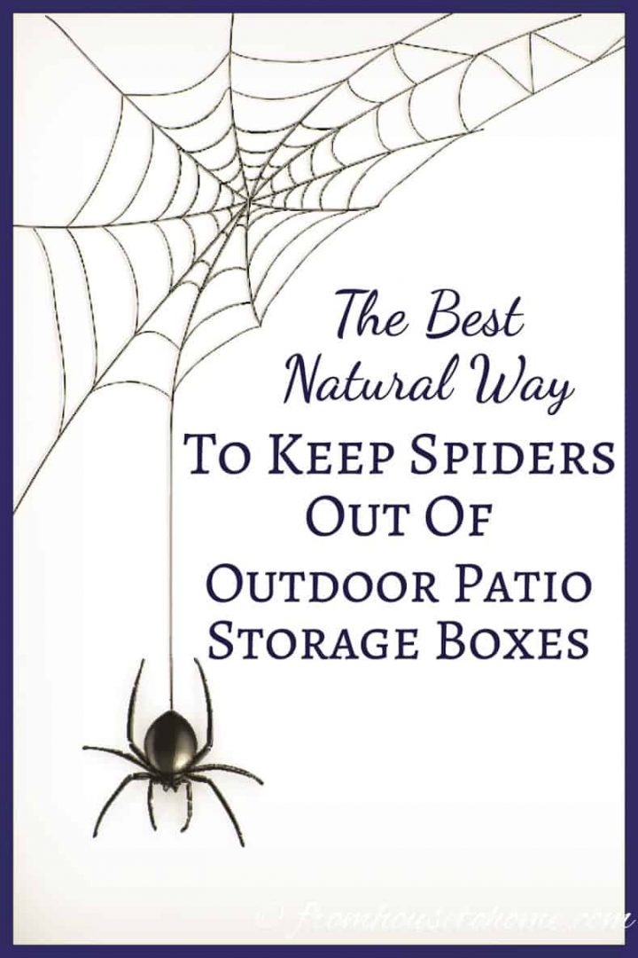 Best natural way to keep spiders out of storage boxes