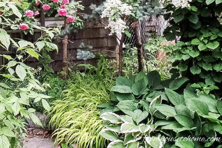 Hostas planted with Japanese Forest Grass