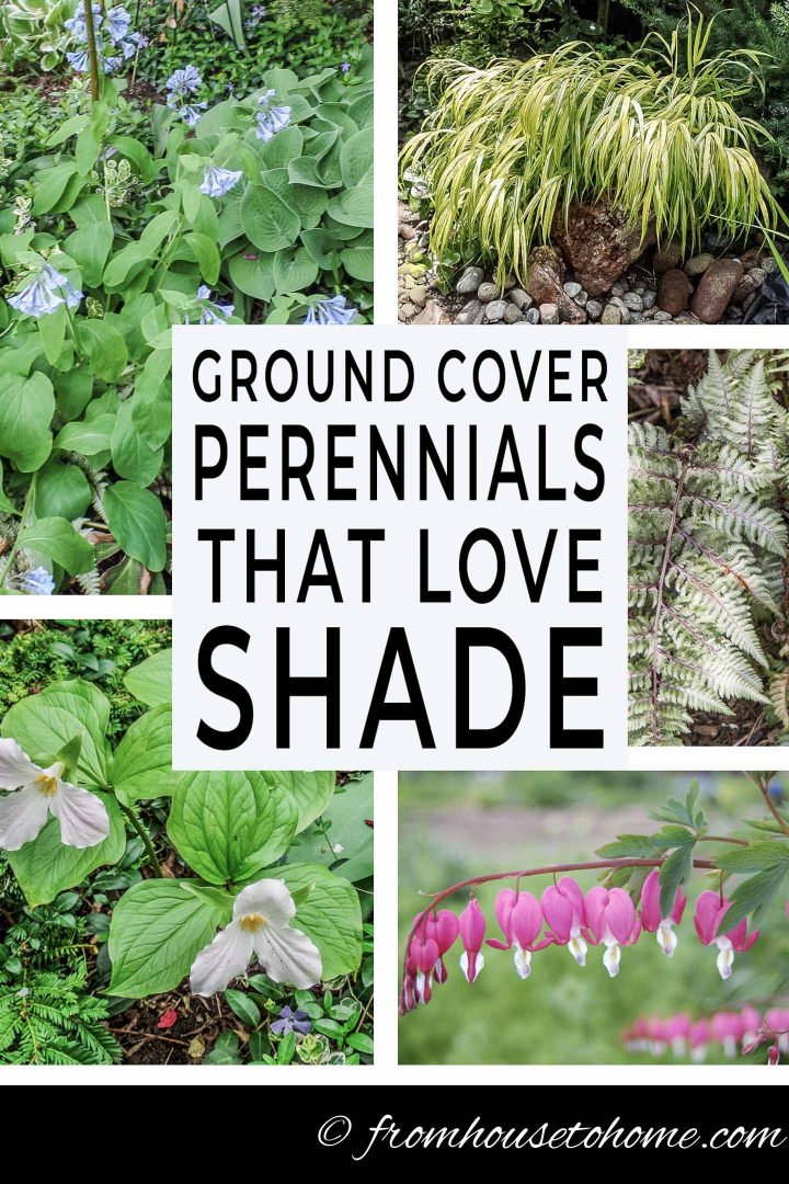 shade loving ground cover perennials