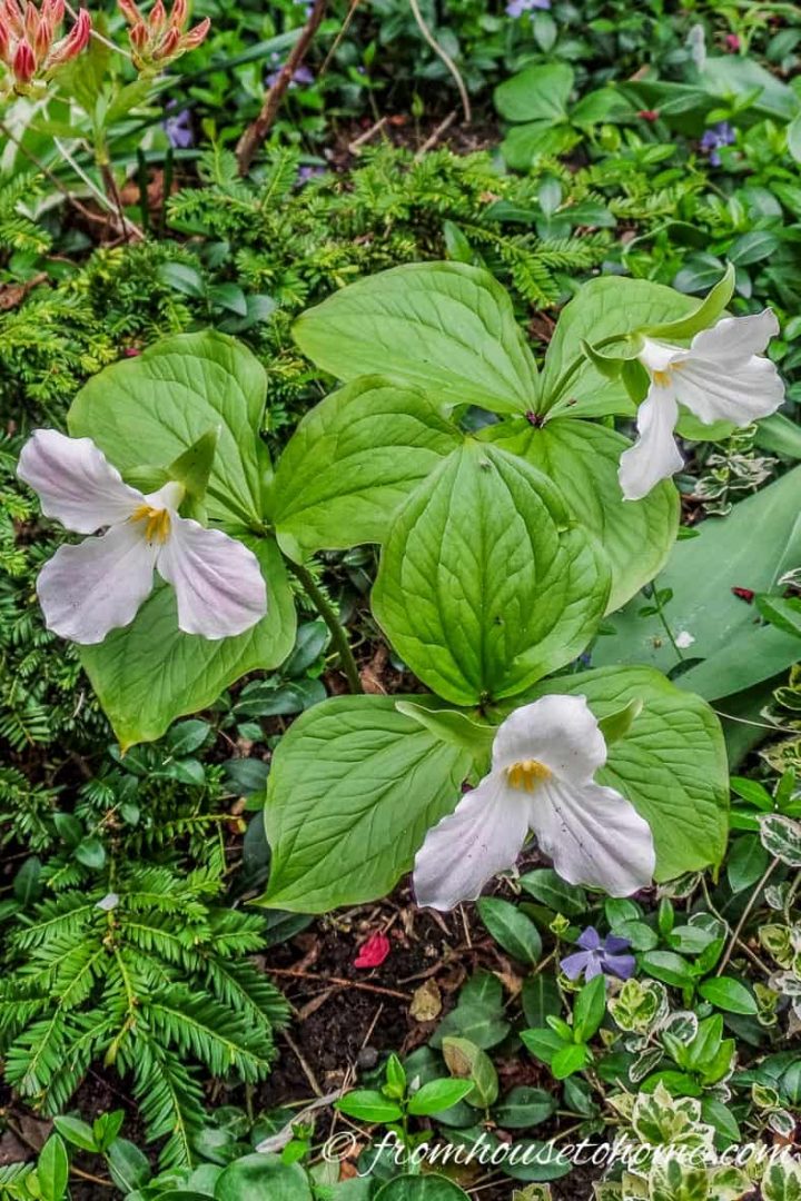 Trilliums growing through ground cover