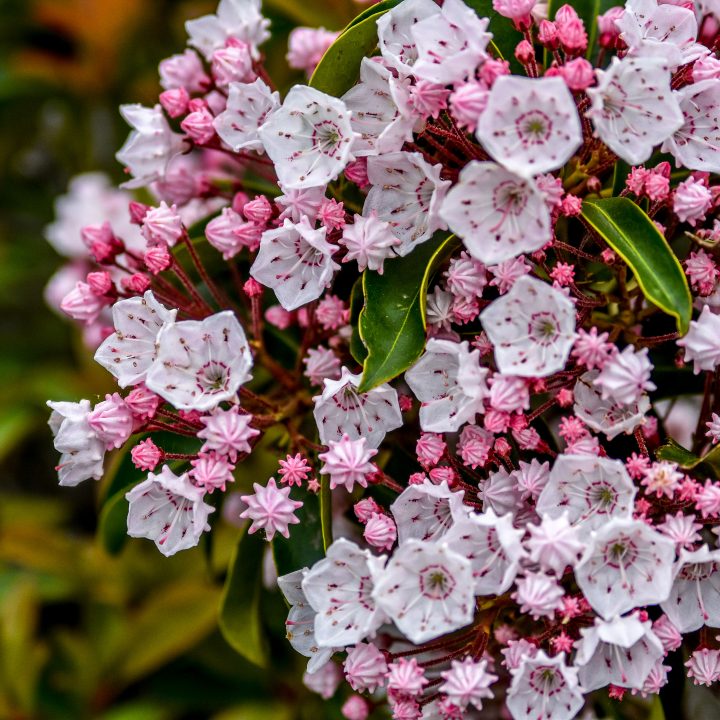 Red and pink Mountain Laurel ©Samantha - stock.adobe.com