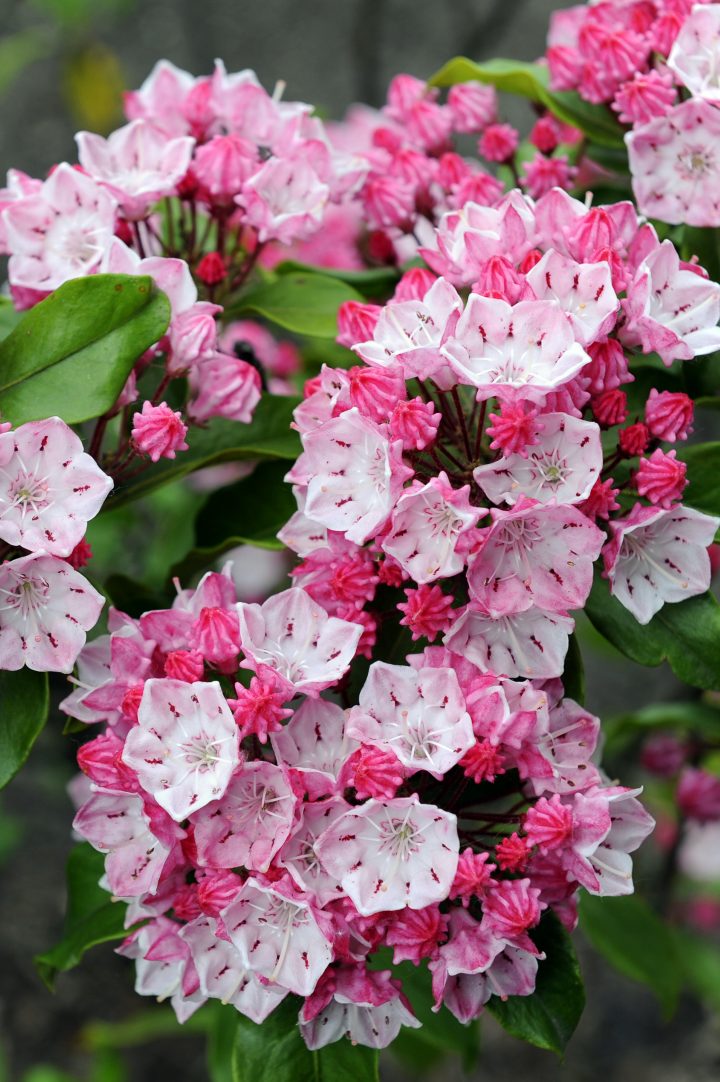 close up of pink Kalmia latifolia flowers ©Omika- stock.adobe.com
