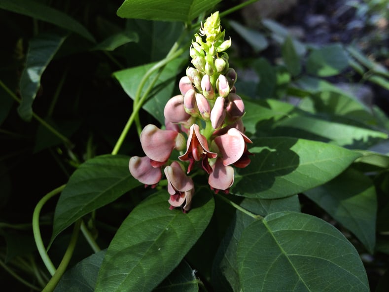 Groundnut by Fritzflohrreynolds (Own work) [CC BY-SA 3.0], via Wikimedia Commons | 9 of the Best Flowering Vines for Shade | When I needed to hide my neighbor's shed from view in my shady garden, I had a tough time finding flowering vines for shade that were non-invasive. This list of perennial shade vines has some really pretty plants that won't take over your yard.