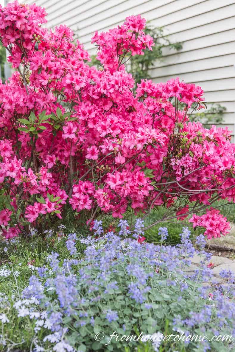 Evergreen azalea 'Girard's Rose' with catmint in the garden