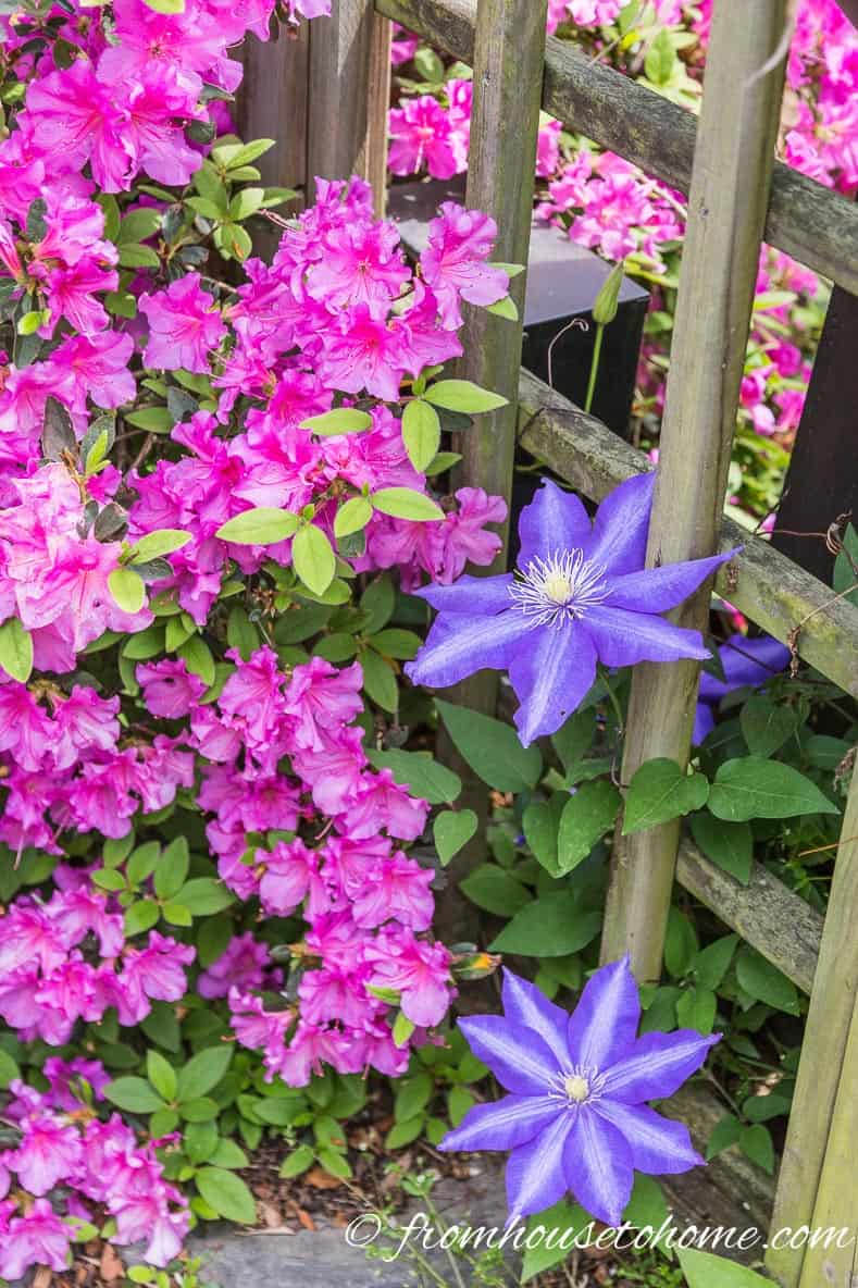 Clematis and Azaleas growing through a fence